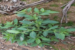 Phytolacca dioica